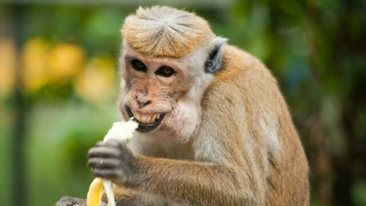 Dois macacos engraçados jogando um contra o outro