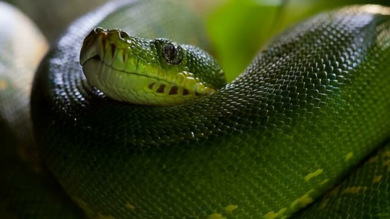 Cobras não são vilãs e têm papel fundamental na natureza - 18/08/2023 -  Folhinha - Folha